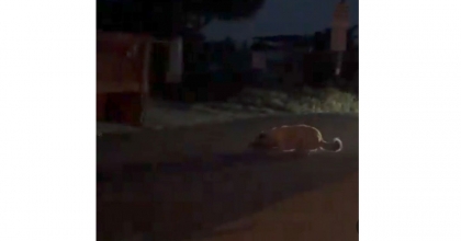 KÖPEĞİ TRAKTÖRLE SÜRÜKLEYEN ŞÜPHELİ YAKALANDI  