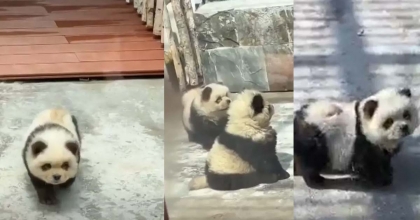KÖPEKLERİ BOYAYIP PANDA DİYE YUTTURMAYA ÇALIŞTILAR