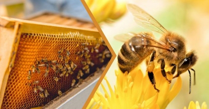 KOVAN BAŞINA İLAVE DESTEK VERİLECEK