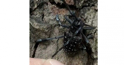 KÖYCEĞİZ’DE TURUNÇGİL UZUN ANTENLİ BÖCEĞİ’NE DİKKAT ÇEKİLDİ  