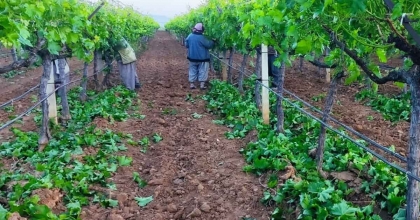 SALKIM SALKIM MÜCADELE  