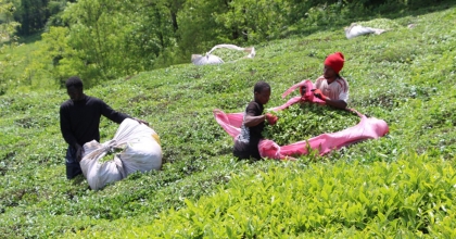 SENEGALLİ İŞÇİLER DOĞU KARADENİZ'DE ÇAY HASADI YAPIYOR