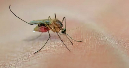 SİVRİSİNEKLERİ UZAKLAŞTIRAN DOĞAL YÖNTEM