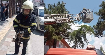 TIRMANDIĞI AĞAÇTA MAHSUR KALAN KEDİYİ İTFAİYE KURTARDI  