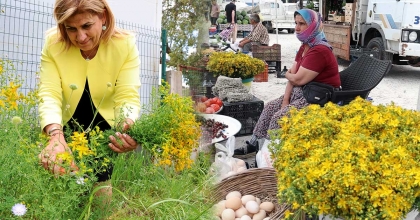 TÜM ZAMANLARIN EN ŞİFALI BİTKİSİ ‘KANTARON’ ZAMANI  