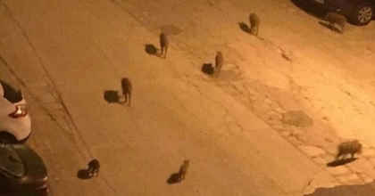 YABAN DOMUZU SALDIRILARINA KARŞI UYARI  