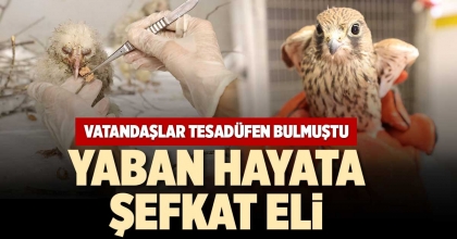 YABAN HAYATA ŞEFKAT ELİ