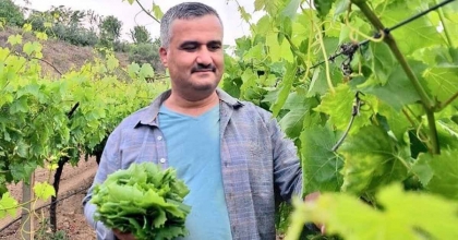 YAPRAK TOPLAYARAK GÜNLÜK 1500 TL KAZANABİLİYORLAR  