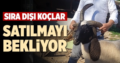 SIRA DIŞI KOÇLAR SATILMAYI BEKLİYOR