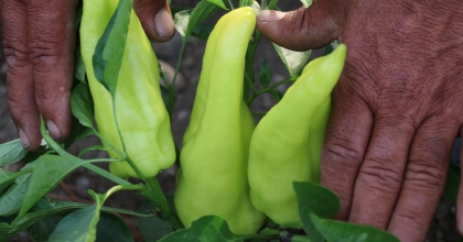 ÜNLÜ KALE BİBERİNDE HASAT BAŞLADI