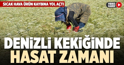 DENİZLİ KEKİĞİNDE HASAT ZAMANI