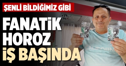 FANATİK HOROZ İŞ BAŞINDA