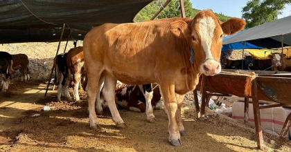 1 TONLUK ‘BARON' 215 BİNE SATILDI