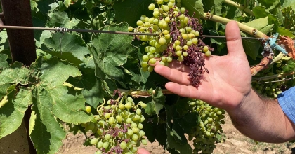 ALAŞEHİR'DE 48 DERECE SICAKLIK ÜZÜM TANELERİNİ YAKTI  