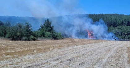 ALEVLER TARLADAN ORMANA SIÇRADI 