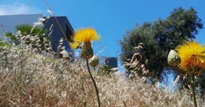 TÜLÜŞAHI KOPARMANIN CEZASI 387 BİN TL  