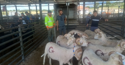 GEDİZ’DE KURBANLIK SATIŞLARI BAŞLADI