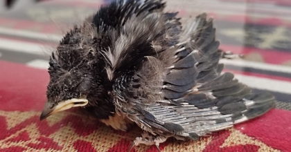 YUVADAN DÜŞEN YAVRU KIRLANGICIN İMDADINA İTFAİYE YETİŞTİ   