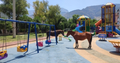 SICAKTAN BUNALAN YILKI ATLARI ÇOCUK PARKINA İNDİ  