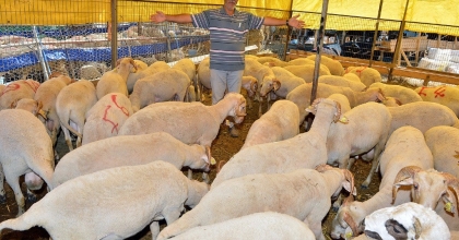 İZMİR'DE KURBAN BAYRAMI İÇİN BAĞIŞ KAMPANYASI BAŞLATILDI