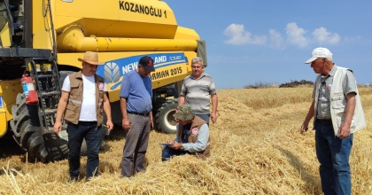 YÜZDE 75 HİBE DESTEKLE EKİLEN ARPALARIN HASADINA BAŞLANDI