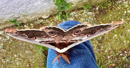 OKULDA DEV TAVUS KELEBEĞİ HEYECANI 