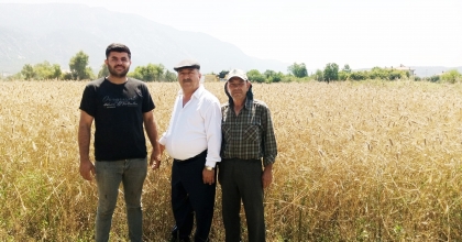 MUĞLALI ÇİFTÇİLER BUĞDAY FİYATLARININ AÇIKLANMASINI BEKLİYOR   