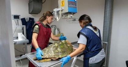 KÖRFEZ’DE YARALI BULUNAN CARETTA CARETTA TEDAVİ EDİLDİ