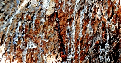 SAKIZ AĞAÇLARI YILDA 473 GRAM KARBON TUTUYOR