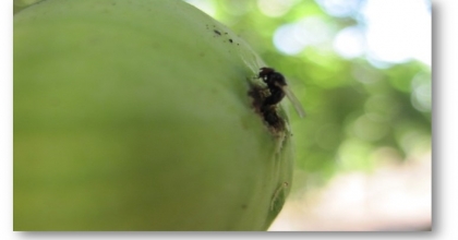  İNCİR ÜRETİCİLERİNE 'SİYAH SİNEK' UYARISI