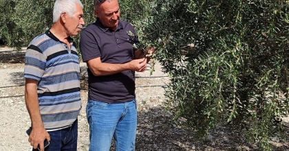 ZEYTİNDE DÖKÜLME DURDU, ZARARLI YOĞUNLUĞU AZALDI