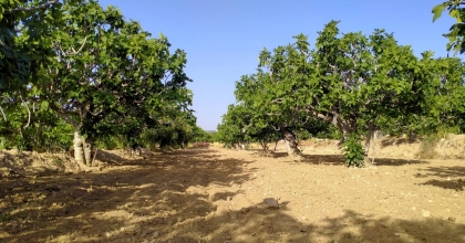 BUHARKENT, İNCİR SEZONUNA HAZIRLANIYOR   