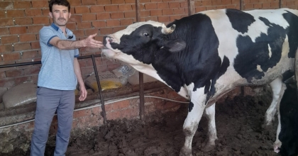 KIRKAĞAÇ’TA KURBANLIK DANALARA YOĞUN İLGİ