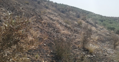 SÖKE’DE YANGINDAN ETKİLENEN YERLER AFET BÖLGESİ İLAN EDİLDİ 