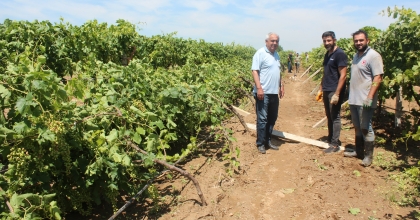 DOLU YAĞIŞININ ARDINDAN ÜZÜM BAĞLARINDA HASAR TESPİTİ BAŞLADI