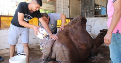 AŞIRI SICAKLAR DEVELERİN HUZURUNU KAÇIRDI