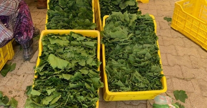 TAZE YAPRAĞIN KİLOSU BAĞDA 20 TL'YE DÜŞTÜ  