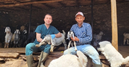 SALİHLİ'DE KÜÇÜKBAŞ HAYVANLAR AŞILANIYOR