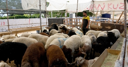 KUŞADASI KURBAN BAYRAMI'NA HAZIR  