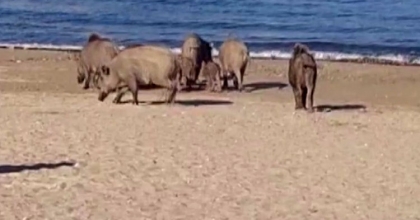 KUŞADASI’NDA DOMUZLAR SAHİLE İNDİ