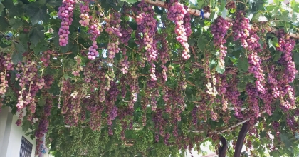 TEK ASMADA 70 SALKIM ÜZÜM  