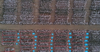 AKADEMİSYENLERDEN PAMUK VERİMİNİ ARTIRACAK BULUŞ