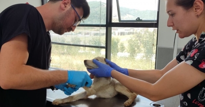 YANGINDAN KURTARILAN CAN DOSTLAR TEDAVİ EDİLİYOR  