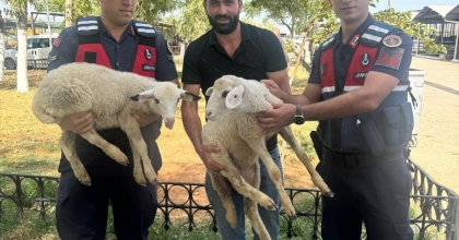 JANDARMA ÇALINAN 5 KUZUYU SAHİBİNE TESLİM EDİLDİ  