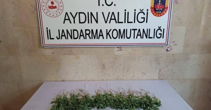 GERMENCİK’TE 25 ADET HİNT KENEVİRİ ELE GEÇİRİLDİ  
