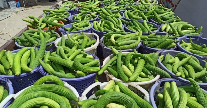  SARIGÖL'DE YERLİ ACUR HASADI BAŞLADI