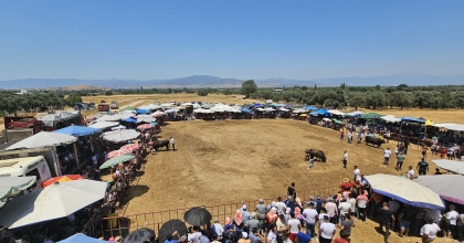 TİRE'DE FESTİVAL GİBİ BOĞA GÜREŞİ