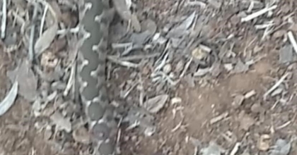 AYDIN'DA YILANIN ISIRDIĞI ŞAHIS HASTANEYE KALDIRILDI   