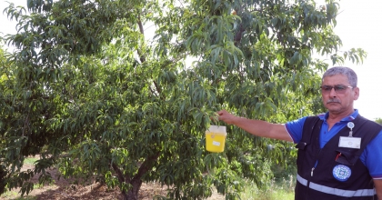 NARENCİYE İHRACATINA BÜYÜKŞEHİR’DEN DESTEK