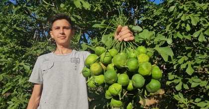 AYDIN İNCİRİNDE 'İLEKLEME' ARALIKSIZ SÜRÜYOR   